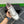 PRA DOWNTOWN WHITE MIX GREY AND RED LEATHER SNEAKER