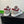 PRA DOWNTOWN WHITE MIX GREY AND RED LEATHER SNEAKER