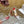 Jimmy Saeda 100mm in raso rosso con decorazioni in cristallo 641076