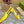 WOMEN'S HORSEBIT SLINGBACK PUMP LEMON CANVAS