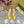 WOMEN'S HORSEBIT SLINGBACK PUMP LEMON CANVAS