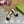GG PLATFORM SANDAL BLACK CALFSKIN WITH CHAINS