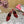 DC Keira Open-Toe Mules Red Leopard-Print & Sheepskin 925997