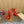 CL 25C Cassia Lace Up Alta 160mm Red Silk 221614