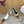 CL Judy Cap Toe Skingback 60mm In White Calfskin And Leopard Printed Hairy Calfskin 313781