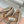 Miu Classic Bow Letter Ballet Flat Dark Beige Sheepskin 571000