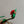 CC 25 Flower Rose Pumps Green Silk 337165