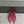 Miu short boots 40mm deep magenta or berry cowhide 417983