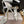 Jimmy 26 Stevie Pump 9cm Sliver Crystal Leather 681910
