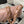 cc 23k 13,5cm pelle di vitello rosa rose hardware dorato 