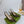 GG 26 Slingback Olive Green Velvet 592420