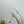 PRA 26SS Slingback 75 White Patent Leather 592339