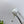 PRA 26SS Pumps 75 White Patent Leather 592346