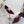 PRA 26SS Pumps 75 Burgundy Suede 592350