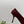 PRA 26SS High Heels Pumps 75 Burgundy Suede 592357