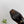 PRA 26SS Square-toe Block Heels 85 Dark Brown Suede 592362