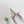 PRA 26SS Hight Heel Mule 55 Ivory Beige Cowhide 592401