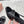 Sandales à talon Miu 26s 8,5 cm, texture serpent noire 680496