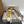 DC 25 Golden Goos Superstar Trainers Beige Cowhide & Rubber 334967
