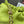 Loewe Flamenco Purse Bucket 32 Lime Lambskin Ghw
