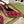 DÉCOLLETÉ CON TACCO ALTO GG SLINGBACK IN VELLUTO MAGENTA