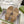 GC Horsebit Thong Sandals Beige Canvas Leather 292475
