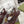 GC 25 Gold Double G Sandal bordeaux Rubber 292434
