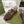 GC 25 Gold Double G Sandal bordeaux Rubber 292434