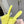 Miu Slippers Lemon Yellow Wool Fabric