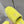 Miu Slippers Lemon Yellow Wool Fabric