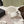 CC 26s Dad Platform Sandal Mule White Sheepskin 762876