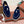 lp summer charm walk loafer  blue white suede