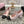 mary janes 60 double buckle light pink calfskin black grosgrain