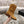 CC Ankle Boots 40mm Dark Yellow Suede