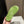 UGG GoldenGlow Sandals Lime Green Rubber 787989