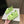 UGG GoldenGlow Sandals Lime Green Rubber 787989