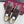 GG Tennis 1977 Sneakers Chocolate Canvas Leather 788208
