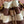 Miu Lucky Striped Bucket Bag Brown Cream Canvas