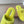 Miu Slippers Lemon Yellow Wool