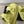 SANDALO DAD IN PELLE DI VITELLO GIALLO LIMONE