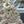 CD Mini Lady 17 Beige Satin Embroidery Diamond