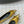 POINTED BB GOLD BUCKLE BALLET FLAT IN GOLD METALLIC SHINY CALFSKIN