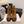 CC 26 Quilted Lace-up Boot Brown Black Suede Calfskin 588817