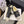 CC 26 Mocassin en Peau Retournée Noir Blanc Cuir Laine 588714