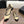 CC 26s Mary Jane Black Beige Lambskin Patent Leather 915323