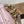 WALLET ON CHAIN IVY 23 IN LIGHT PINK MONOGRAM PERFORATED CALFSKIN GOLD HARDWARE