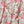 Zimmermann Robe Mini Cache-cœur Volants Daylight Coton Rose 342336