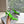CAGOLE HIGH SLINGBACK IN NEON GREEN GLOSSY CALFSKIN