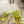 BV 26s Stretch Lace-Up Sandal 9cm Neon Green Metallized Mesh Leather