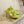 BV 26s Stretch Lace-Up Sandal 9cm Neon Green Metallized Mesh Leather